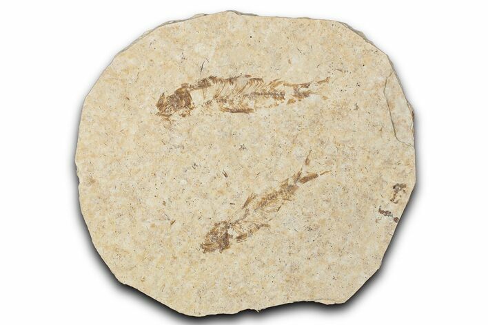 Fossil Fish (Knightia) Mortality Plate - Wyoming #339026